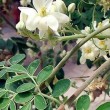 Superfood Moringa