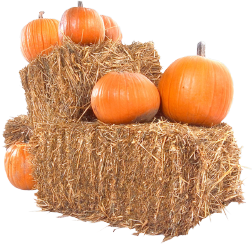 Shakeology Recipe - Pumpkin