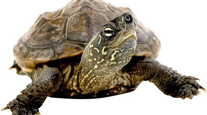 slow and steady wins the race