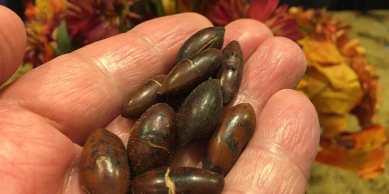 Are Barukas the healthiest nut in the world?